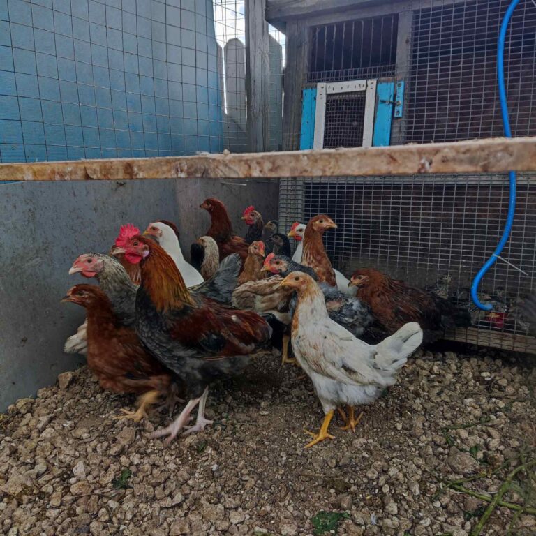 chickens